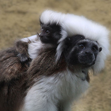 Lisztaffe (Saguinus oedipus) - primata.de