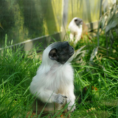 Manteläffchen oder Zweifarbentamarin (Saguinus bicolor) - primata.de