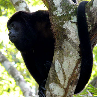 Mantelbrüllaffe in Costa Rica