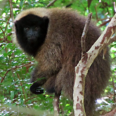 Maskenspringaffe (Callicebus personatus)