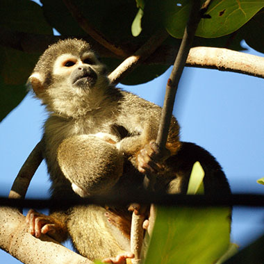 Nacktohr-Totenkopfaffe (Saimiri ustus) - primata.de
