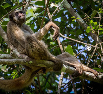 Nördlicher Spinnenaffe (Brachyteles hypoxanthux)