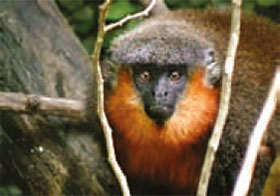 Prinz-Bernhard-Springaffe (Callicebus bernhardi) - primata.de