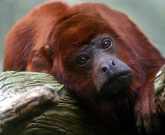 Roter Brüllaffe im Zoo Frankfurt