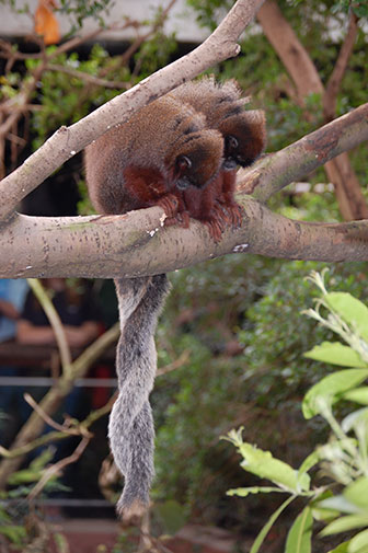 Rote Springaffe (Callicebus cupreus) im London Zoo