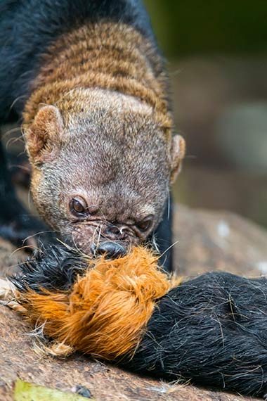 Die Tayra ist eine südamerikanische Marderart, die den Rothandbrüllaffen gefährlich werden kann