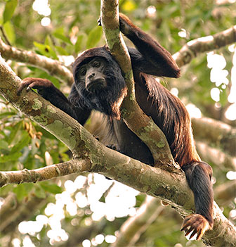 Rothandbrüllaffe (Alouatta belzebul)