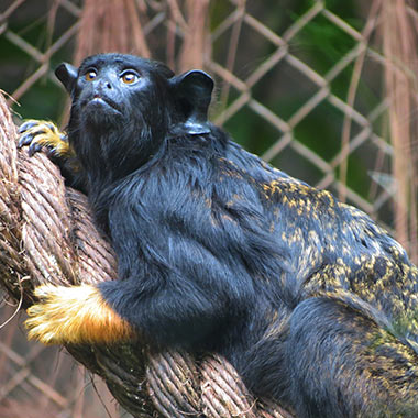 Rothandtamarin (Saguinus midas) - primata.de