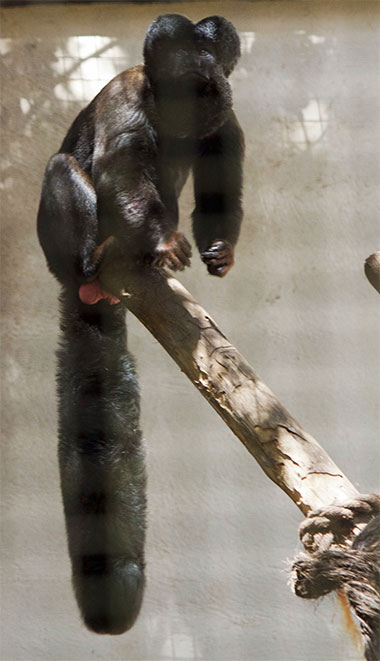 Satansaffe (Chiropotes satanas) - primata.de