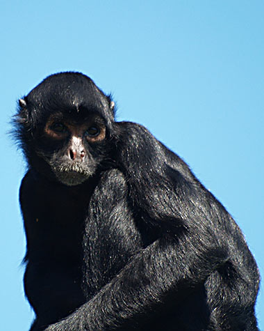 Schwarzgesichtklammeraffe (Ateles chamek) - primata.de