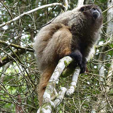 Schwarzstirn-Springaffe (Callicebus nigrifrons) - primata.de