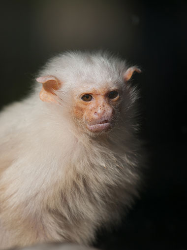 Silberäffchen (Mico argentatus) - primata.de