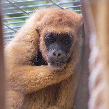 Südlicher Spinnenaffe (Brachyteles arachnoides) - primata.de