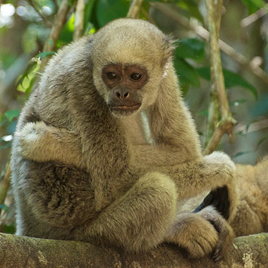 Spinnenaffen (Brachyteles) - primata.de