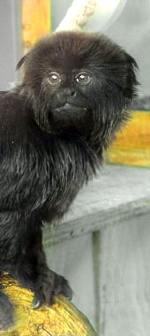 Goldkopflöwenaffe(Leontopithecus chrysomelas) mit Kind