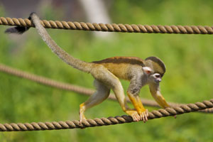 Körperproportionen von Totenkopfaffen (Saimiri sciureus)