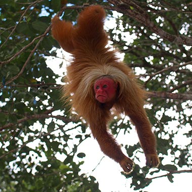 Roter Uakari (Cacajao calvus) - primata.de