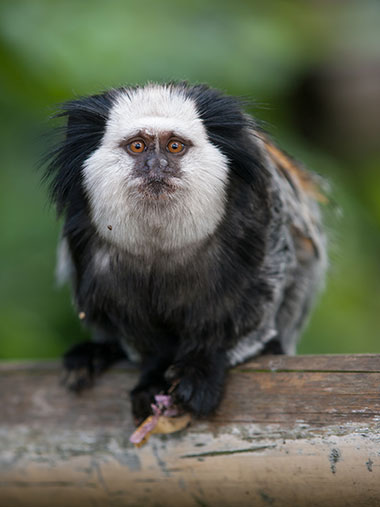 Weißkopf-Büschelaffe (Callithrix geoffroyi) - primata.de