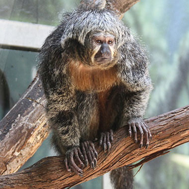 Weißkopfsaki (Pithecia pithecia) - primata.de