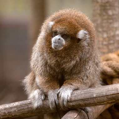 Weißohr-Springaffe (Callicebus donacophilus) - primata.de