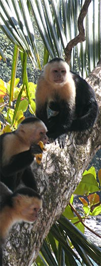 Weissschulterkapuziner in Puerto Quepos, Puntarenas, Costa Rica