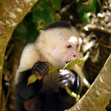 Weißschulterkapuziner (Cebus capucinus) - primata.de