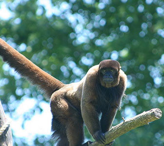 Lagothrix lagotricha