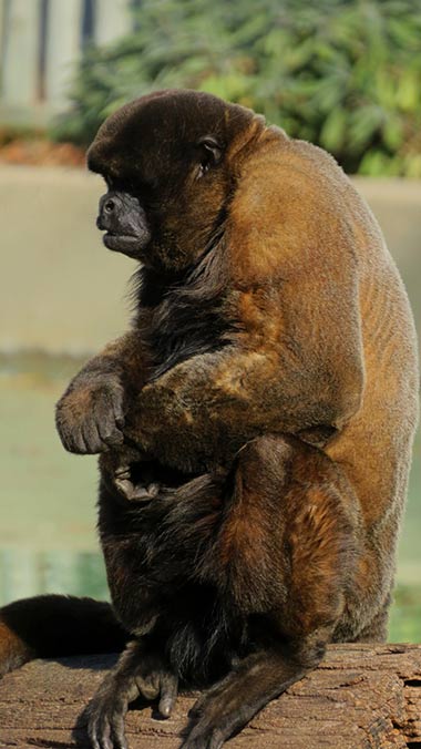 Brauner Wollaffe (Lagothrix lagotricha) - primata.de