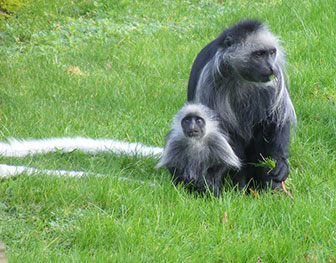 Bärenstummelaffe (Colobus polykomos)