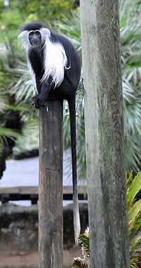 Schwarzweiße Stummelaffen (Colobus) - primata.de