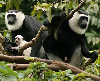 Geoffroy-Stummelaffe (Colobus vellerosus)