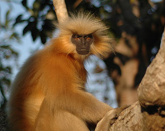 Goldlangur (Trachypithecus geei)