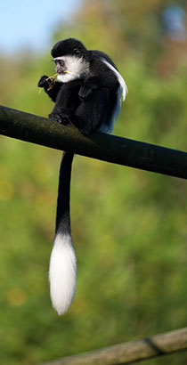 Mantelaffe oder Guereza (Colobus guereza)