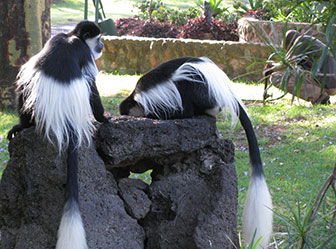 Colobus guereza