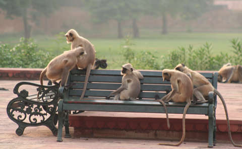 Bengalischer Hanuman-Langur (Semnopithecus entellus) - primata.de