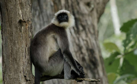Bengalischer Hanuman-Langur (Semnopithecus entellus) - primata.de