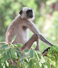 Bengalischer Hanuman-Langur (Semnopithecus entellus) - primata.de
