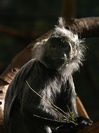 Silberner Haubenlangur (Trachypithecus cristatus) - primata.de
