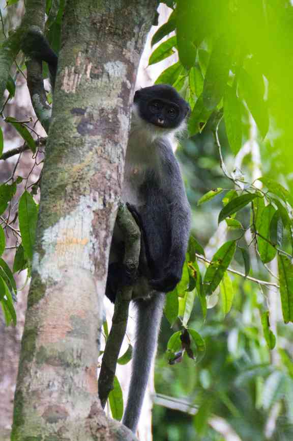 Hose-Langur (Presbytis hosei) - primata.de