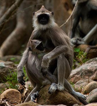 Malabarlangur Mutter mit Jungtier