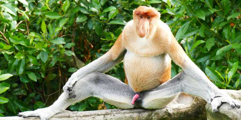 Nasenaffen-Männchen präsentiert seinen Penis