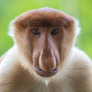 Portrait Nasenaffe (Nasalis larvatus)