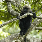 Nilgiri-Langur