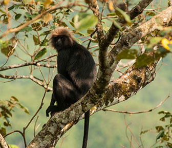 Nilgiri-Langur (Trachypithecus johnii)