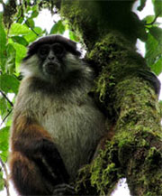 Pennant-Stummelaffe (Piliocolobus [Procolobus] pennantii) - primata.de