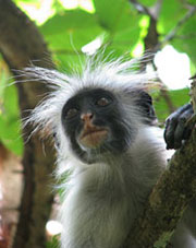 Rote Stummelaffen (Piliocolobus, Procolobus) - primata.de