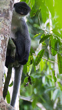 Mützenlanguren (Gattung Presbytis) - primata.de