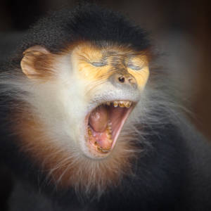 Rotschenkel-Kleideraffe (Pygathrix nemaeus) - primata.de