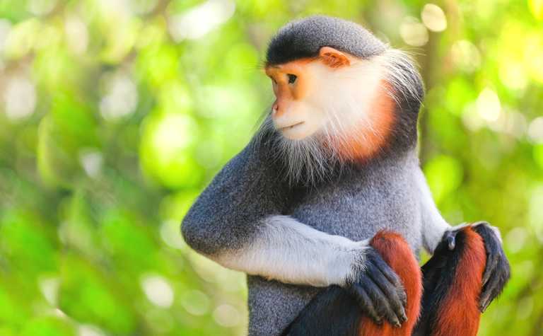 Rotschenkel-Kleideraffe mit roten Unterschenkeln