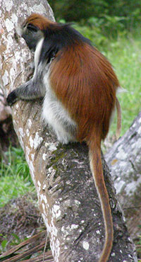 Sansibar-Stummelaffe (Piliocolobus kirkii) - primata.de